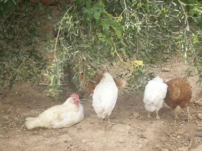 Casa Rural Villa Rosa إيثيخا